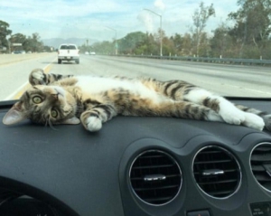 Кошка Рори нежится на панели автомобиля
