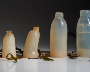 Ісландський студент створив екологічно чисті пляшки з водоростей