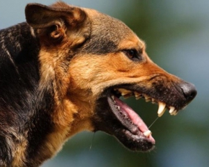 В Тернополе бродячие собаки покусали почтальона