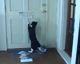 Кот вырывает письма у почтальона с рук через дверь