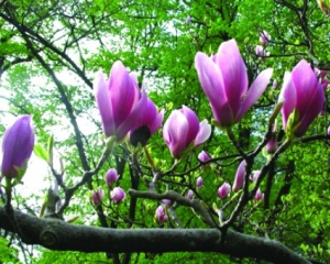 Синоптики розповіли, якої погоди чекати на початку тижня