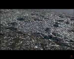 На берега Чили выбросило тонны мертвых сардин