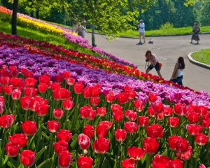 На Певческом поле высадят более 250 тысяч тюльпанов
