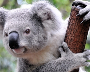 Малюк коали обнімається з доглядачем парку