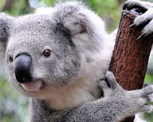 Малыш коалы обнимается со смотрителем парка