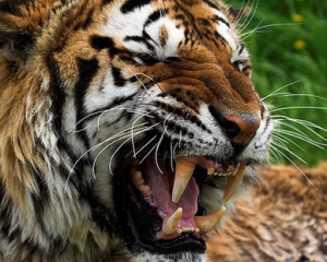 Малайский тигр в США загрыз смотрительницу зоопарка