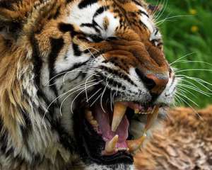 Малайский тигр в США загрыз смотрительницу зоопарка