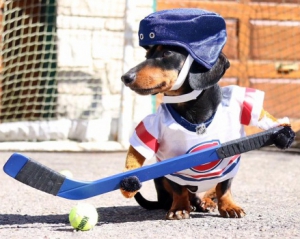 Чоловік зробив зі своїх собак умілих хокеїстів