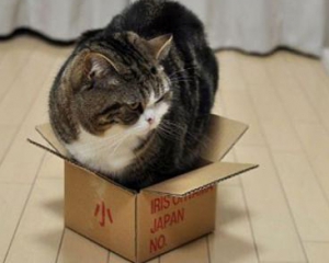 Учені розкрили секрет чому коти часто залазять в коробки