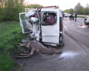 В Ровенской области водитель сбил лося и погиб
