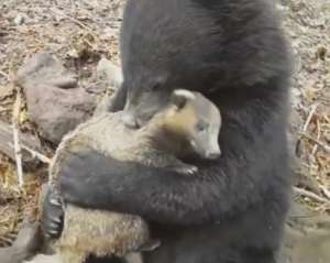 Медведь в сафари-парке подружился с барсуком