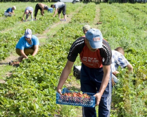 Назвали топ-5 країн, куди українці рвуться на роботу