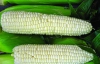 Біла кукурудза зменшує ризик інсульту