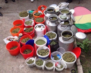 На Днепропетровщине изъяли марихуаны на 20 миллионов гривен