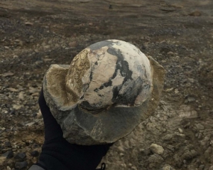 В Антарктиді знайдені скам'янілості динозаврів віком 71 мільйонів років