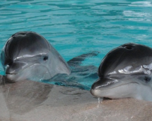 С Хмельника втайне вывезли дельфинов стоимостью 200 тысяч евро