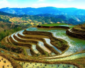 В Китаї знайшли найдавніше рисове поле