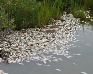 Стало известно, кто мог отравить воду в реках Случь и Хомора