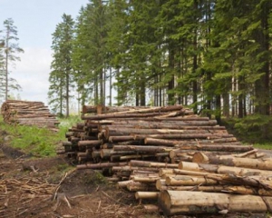 В 2015 году незаконная вырубка леса нанесла государству 85 млн грн убытков