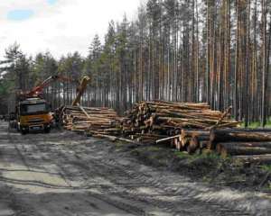 Лісники на Львівщині злякалися перевірки і звільнилися