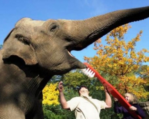 Слонам зуби лікують дрилем та відбійним молотком