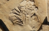 В Арабських Еміратах вчені дослідили нове поховання