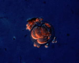 У Японії влада дозволила змінювати ДНК ембріонів