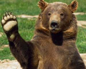 Медведь с навигатором сбежал из польского заповедника в Карпаты