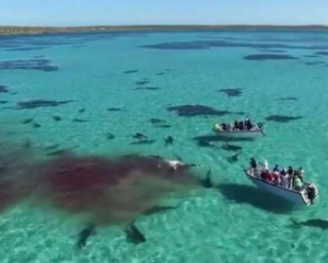 В Австралии 70 акул растерзали кита - шокирующее видео