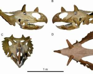 Вчені описали новий вид динозавра із дзьобом і загнутими рогами
