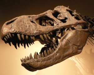 Американские ученые обнаружили новый вид динозавра