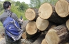 Активисты Львовской области продолжают бороться с вырубкой лесов
