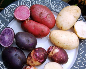 В США изобрели картофель от рака