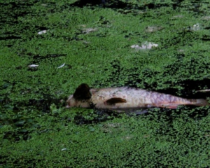 В реке на Львовщине массово вымерла рыба