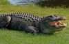 У Флориді крокодил прогулюється по полю для гольфу