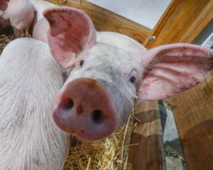 В селі на Сумщині вирізали всіх свиней