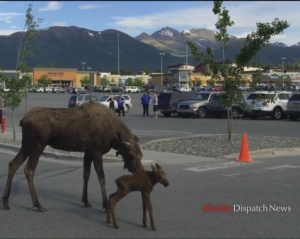 На Алясці лосиха народила малюка прямо на парковці