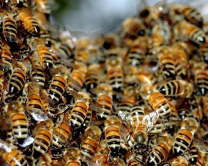Бджоли закусали до смерті чоловіка
