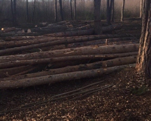 СБУ разоблачила нелегальную вырубку леса