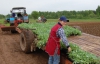 В Європі продовжили підтримку фермерів, що постраждали від російських санкцій