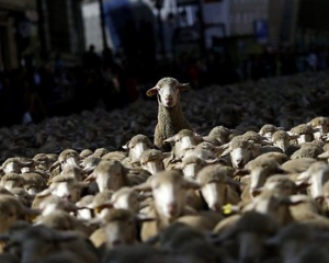 В Испании тысяча овец ворвались в город