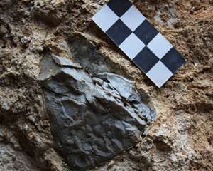 Первый в Европе костёр зажгли 800 тысяч лет назад