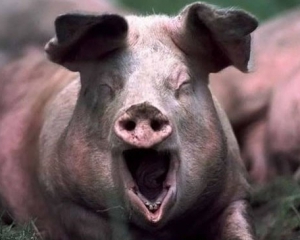 У Західній Україні знищили 1,5 тисячі свиней