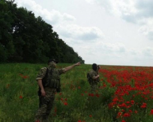 Знайшли посіви снодійного маку на 120 гектарах