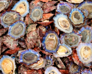 Ученые США обнаружили в моллюсках заразную форму рака