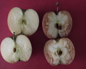 Неймовірний фокус з яблуками британської вчительки підірвав Фейсбук