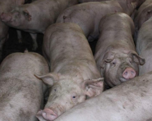 Около 700 свиней умерли ночью от теплового удара
