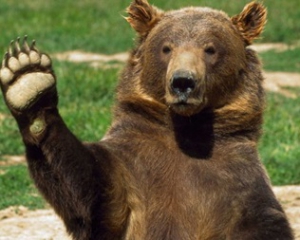 В России 18 человек отравились, съев мясо медведя
