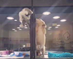 Кошеня втікає до свого друга-цуценяти в зоомагазині