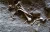 В Помпеи нашли жертв древней катастрофы